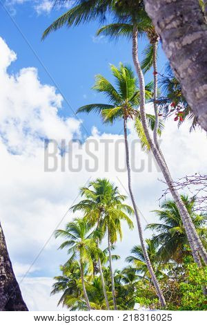 Tropical landscape. Bottom view of the palm trees on background of bright blue sky