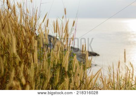 Spikelets on the coast of sea on sunset.