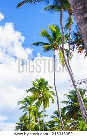 Tropical landscape. Bottom view of the palm trees on background of bright blue sky