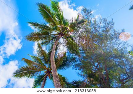 Tropical landscape. Bottom view of the palm trees on background of bright blue sky