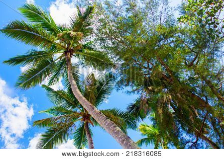 Tropical landscape. Bottom view of the palm trees on background of bright blue sky