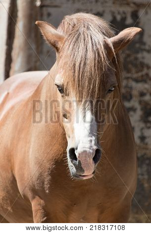Portrait of a horse at the zoo .