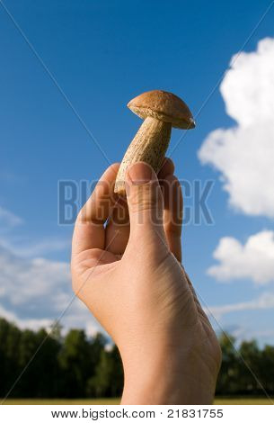 Cogumelo;