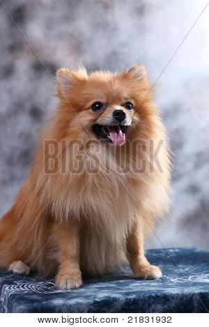 pomeranain pes