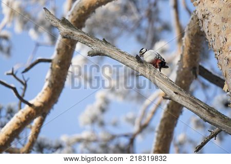 Woodpecker on a tree branch. Close-up. Russia, the winter Siberian forest.