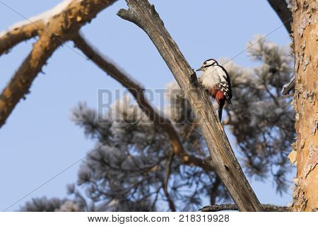 Woodpecker on a tree branch. Close-up. Russia, the winter Siberian forest.