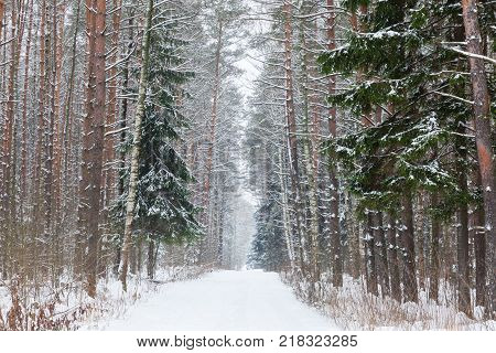 Winter Woods