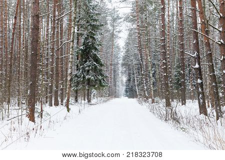 Winter Woods