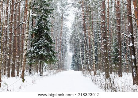 Winter Woods