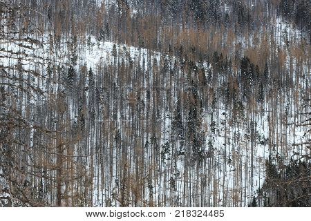 View of the winter forest in the High Tatras mountains from a ski and hiking Hrebienok (altitude 1285 m.) resort located in the Tatra National park. Slovakia.