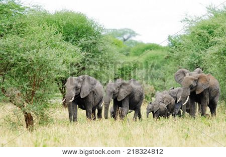Closeup of African Elephant (scientific name: Loxodonta africana), or 