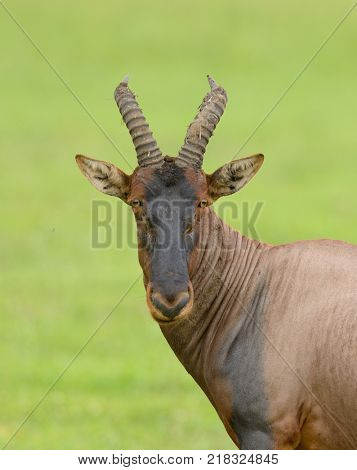 Topi (scientific name: Damaliscus lunatus jimela or 