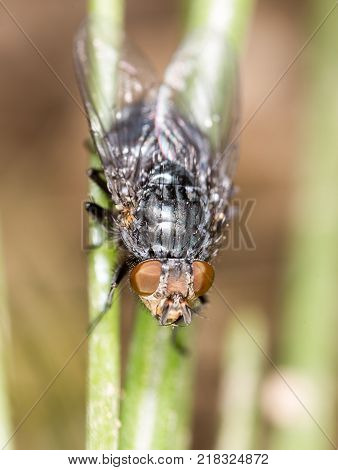 fly in nature. super macro . In the park in nature