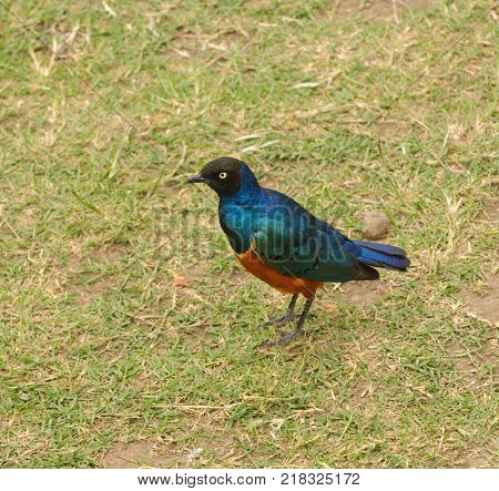 Starling, Superb Starling (Lamprotornis superbus) in the Ngorongoro Crater National Park
