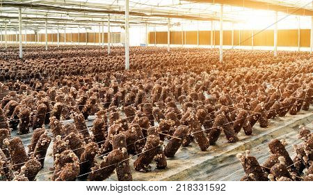 Plastic greenhouse production base the use of wood to cultivate mushrooms.