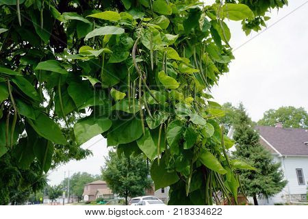 Beanpods and leaves on a hardy catalpa tree (Catalpa speciosa), in a residential area of Plainfield Road in the city of Joliet, Illinois, during July.