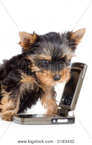 Il cucciolo con un telefono cellulare