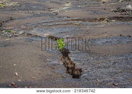 Dry soil. Crack ground. Desert arid area. Plant sprout. Business concept