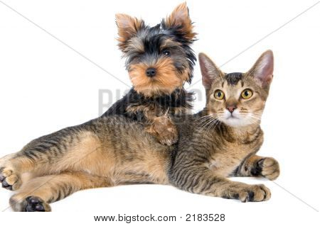 Il cucciolo e il gattino