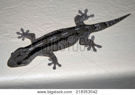 Lizard Gecko on the wall. Reptile preys on insects. South Africa