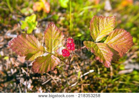 Berries and leaves of stone bramble rocky (lat. Rúbus saxátilis) is a perennial plant honey plant; species of the genus Rubus (Raspberry) of the Rose family