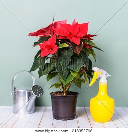 The concept is how to grow home flowers Euphorbia subg Poinsettia. Flower in the house on the desk and tools for the care of indoor plants.