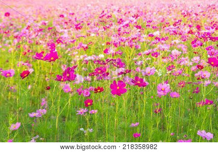 A field of cosmos with Mountain in the background. Beautiful cosmos flowers field at Jim Thompson farm at Nakornratchasima Thailand