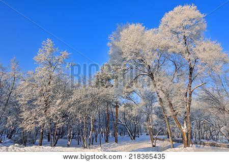 Beauty of winter landscape in snowy park at sunny day. Wonderland with white snow and hoarfrost covered trees and bushes at sunlight - beautiful winter fairy tale