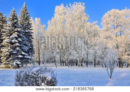 Beauty of winter landscape in snowy park at sunny day. Wonderland with white snow and hoarfrost covered birch trees and firs at sunlight - beautiful winter fairy tale