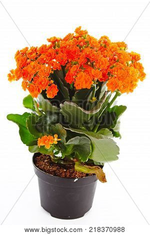 Little orange flowers of rubiaceae tree. Orange flower plant. Cluster flowers ixora. Orange little flower.