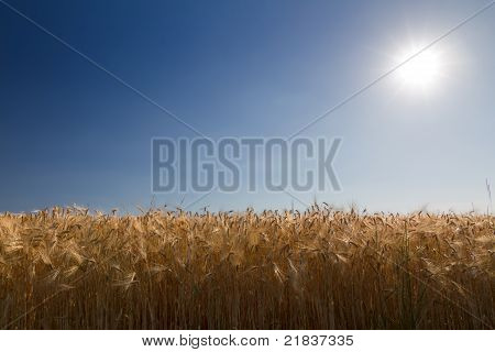 Champ de maïs (seigle) avec un ciel bleu contre la lumière dans la Pfalz, Allemagne