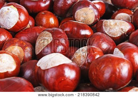 Chestnut background. Chestnuts as texture pattern cover wallpaper. Wild chestnuts whole brown autumn background. Fall autumn chestnut texture wallpaper. Brown.