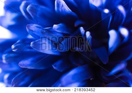 Blue flower close up macro shot isolated