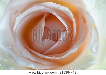 White rose close up macro shot with waterdrops