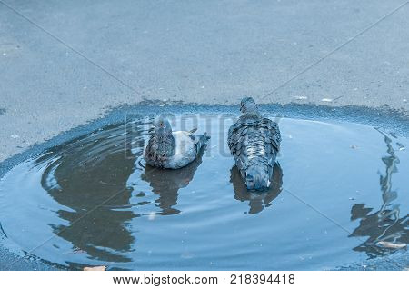 Pigeons taking a  bath on the city.