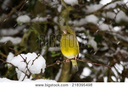 Greenfinch (Carduelis chloris) perched in snowy hedgerow United Kingdom