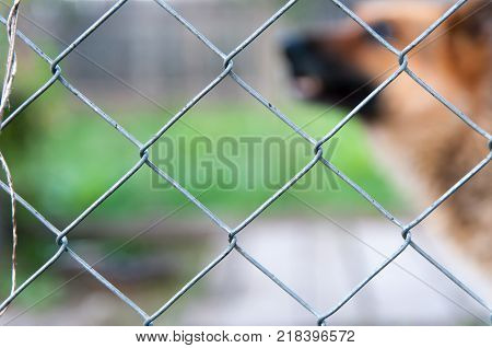 Wired fence, barking German Shepherd in the background.