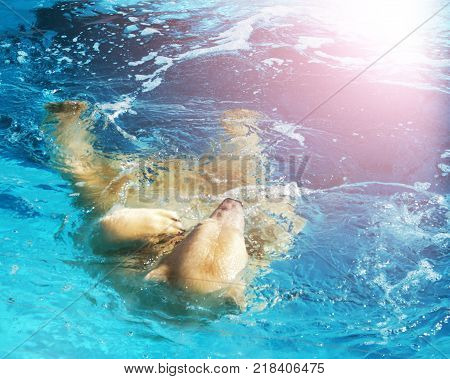 White polar bear bathes in the ocean swims on the back