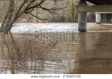 The river after the downpours came out of the banks. Flooding of river bank, trees after flood