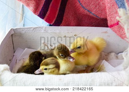 Ducklings of a musky duck. Ducklings of a musky duck in the shelter with hay on a floor and a box for a lodging for the night.