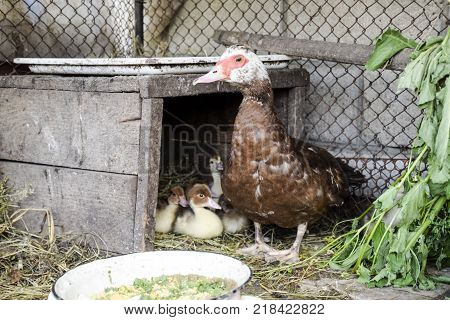 Muscovy Duck Mother With Ducklings. Ducklings Of A Musky Duck. Ducklings Of A Musky Duck In The Shel