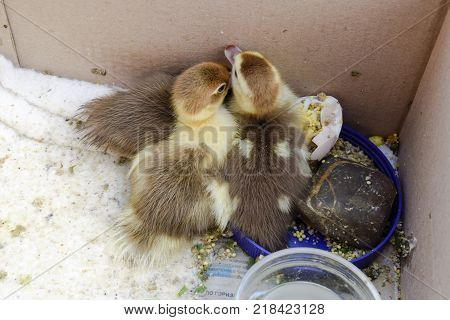 Ducklings of a musky duck. Ducklings of a musky duck in the shelter with hay on a floor and a box for a lodging for the night.