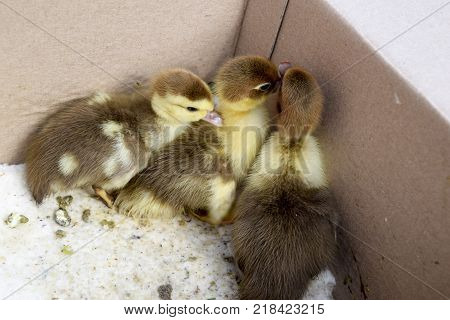 Ducklings of a musky duck. Ducklings of a musky duck in the shelter with hay on a floor and a box for a lodging for the night.