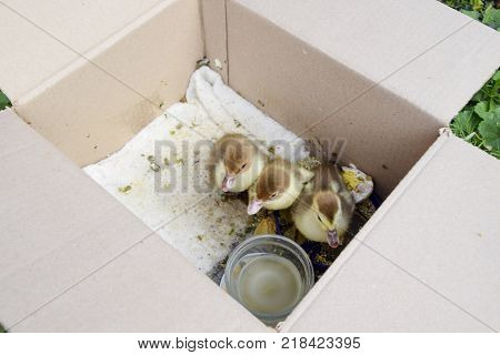 Ducklings of a musky duck. Ducklings of a musky duck in the shelter with hay on a floor and a box for a lodging for the night.