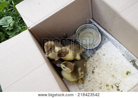 Ducklings of a musky duck. Ducklings of a musky duck in the shelter with hay on a floor and a box for a lodging for the night.
