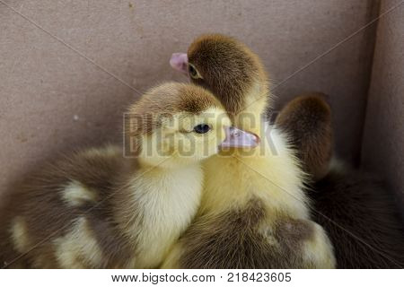Ducklings of a musky duck. Ducklings of a musky duck in the shelter with hay on a floor and a box for a lodging for the night.
