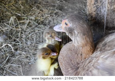 Muscovy duck mother with ducklings. The musky duck. The maintenance of musky ducks in a household.