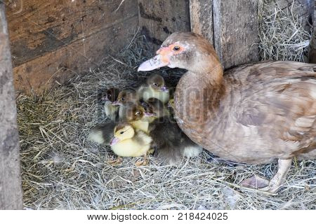 Muscovy duck mother with ducklings. The musky duck. The maintenance of musky ducks in a household.