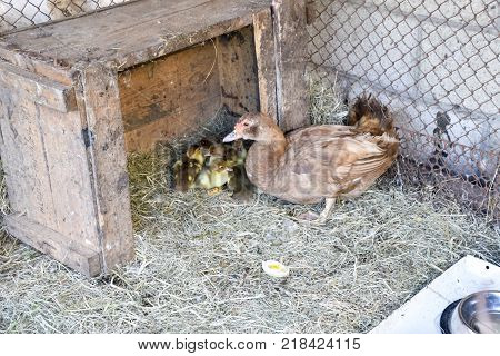 Muscovy duck mother with ducklings. The musky duck. The maintenance of musky ducks in a household.