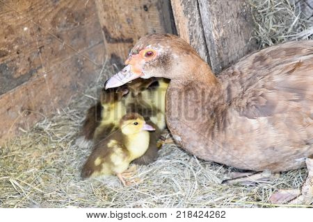 Muscovy duck mother with ducklings. The musky duck. The maintenance of musky ducks in a household.